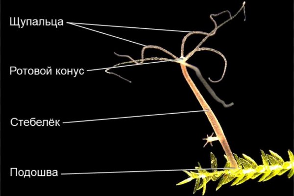 Kraken пользователь не найден при входе